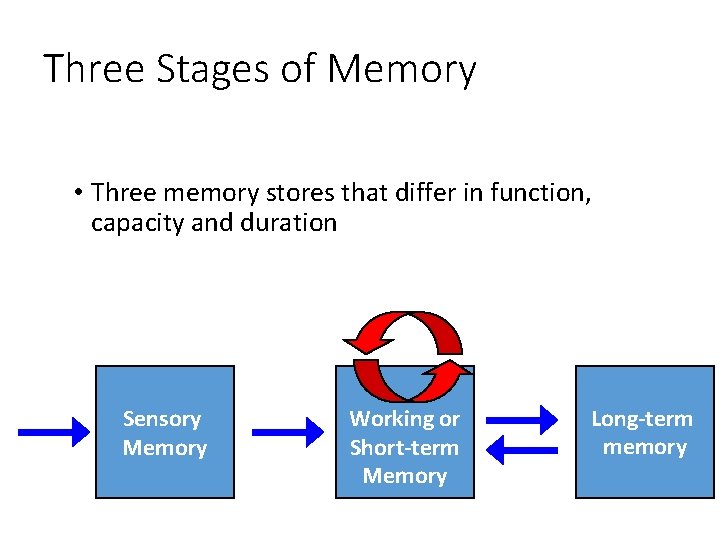 Three Stages of Memory • Three memory stores that differ in function, capacity and
