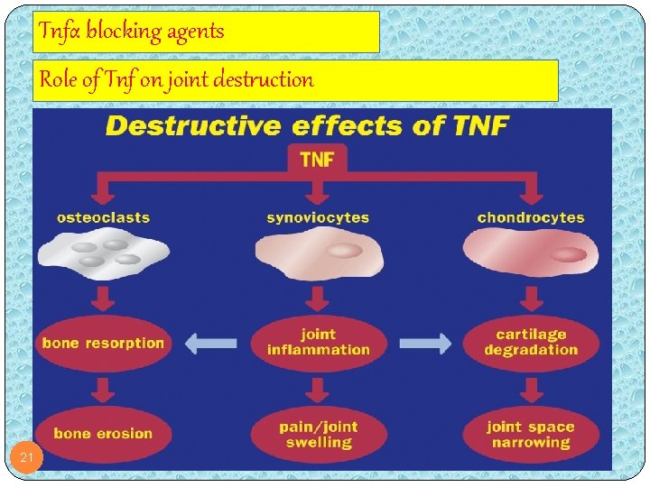 Tnfα blocking agents Role of Tnf on joint destruction 21 