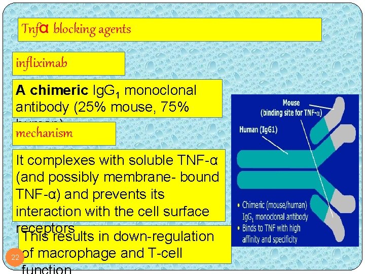 Tnfα blocking agents infliximab A chimeric Ig. G 1 monoclonal antibody (25% mouse, 75%