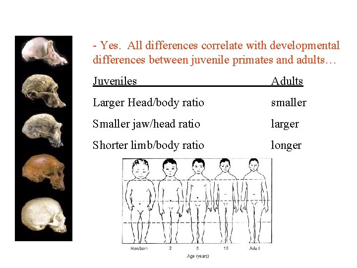 - Yes. All differences correlate with developmental differences between juvenile primates and adults… Juveniles