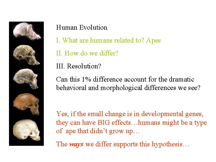 Human Evolution I. What are humans related to? Apes II. How do we differ?