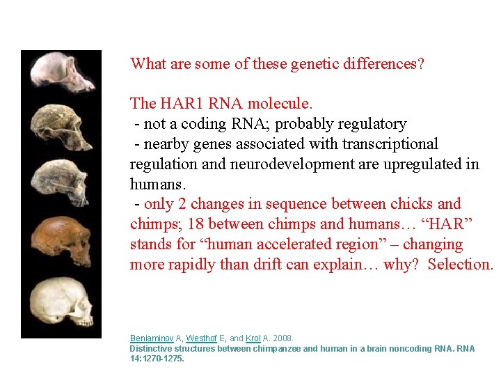 What are some of these genetic differences? The HAR 1 RNA molecule. - not