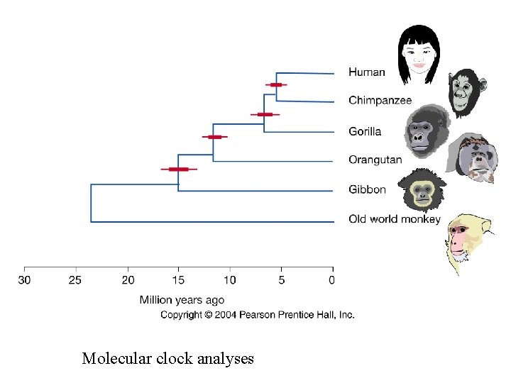 Molecular clock analyses 