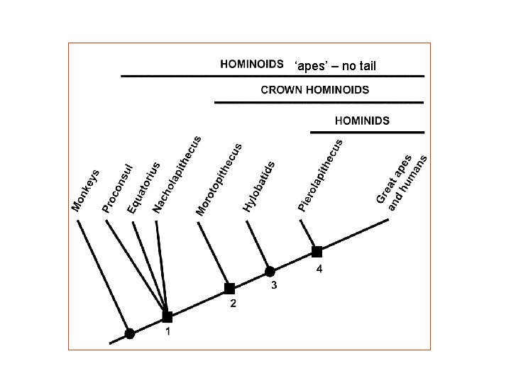 ‘apes’ – no tail 