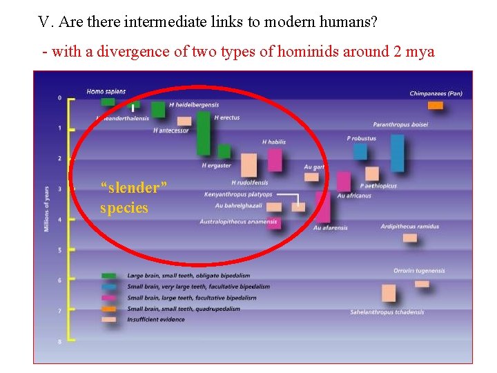 V. Are there intermediate links to modern humans? - with a divergence of two