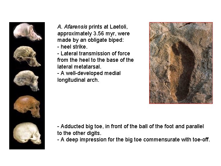 A. Afarensis prints at Laetoli, approximately 3. 56 myr, were made by an obligate