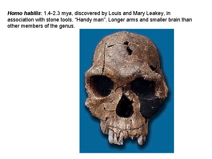 Homo habilis: 1. 4 -2. 3 mya, discovered by Louis and Mary Leakey, in