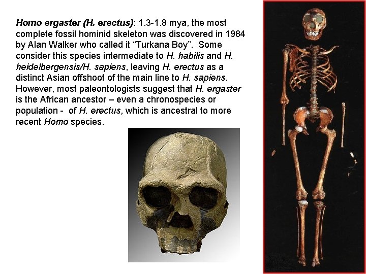 Homo ergaster (H. erectus): 1. 3 -1. 8 mya, the most complete fossil hominid