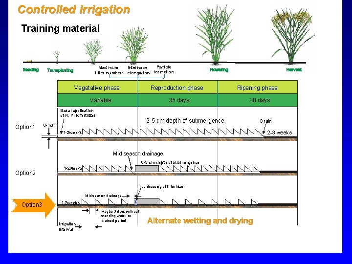 Controlled irrigation Training material Maximum tiller numberr Panicle Internode elongation formation Vegetative phase Reproduction Controlled irrigation Training material Maximum tiller numberr Panicle Internode elongation formation Vegetative phase Reproduction