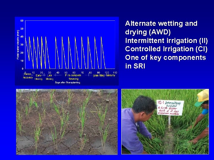 Alternate wetting and drying (AWD) Intermittent irrigation (II) Controlled Irrigation (CI) One of key