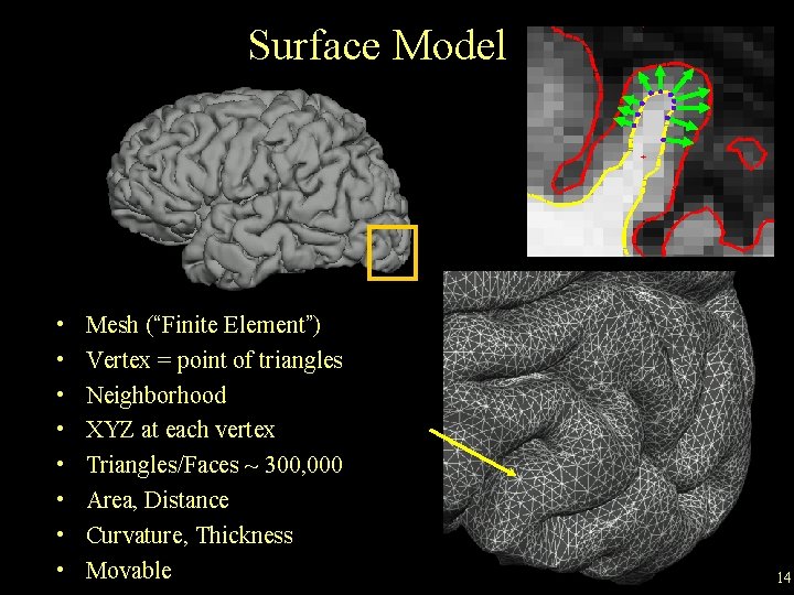 Surface Model • • Mesh (“Finite Element”) Vertex = point of triangles Neighborhood XYZ