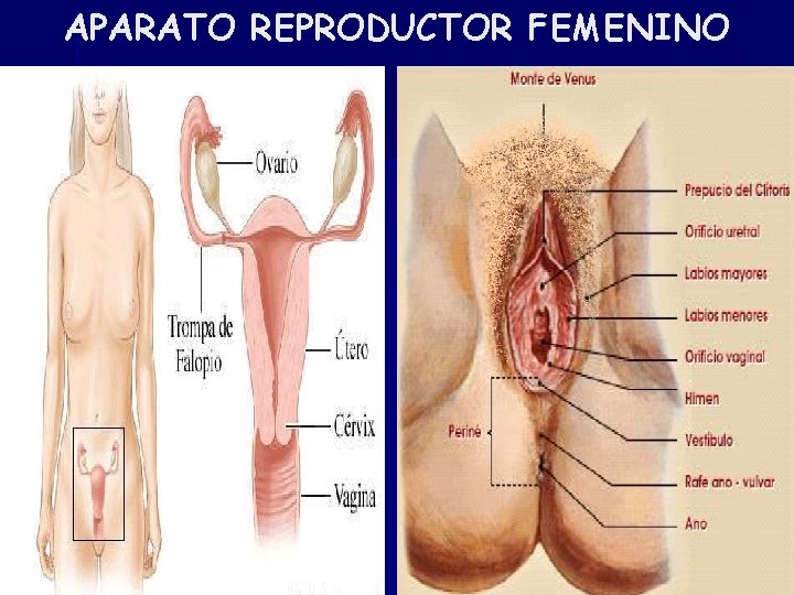 APARATO REPRODUCTOR FEMENINO 