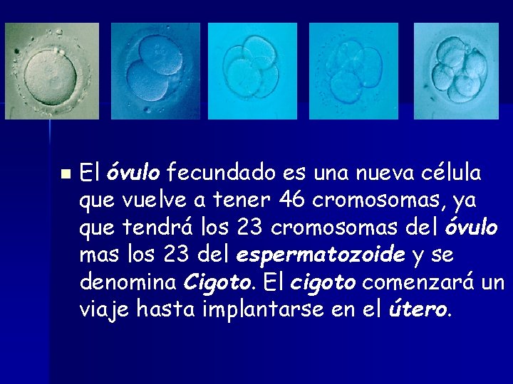  n El óvulo fecundado es una nueva célula que vuelve a tener 46