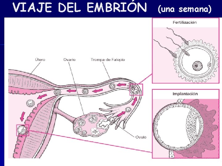 VIAJE DEL EMBRIÓN (una semana) 