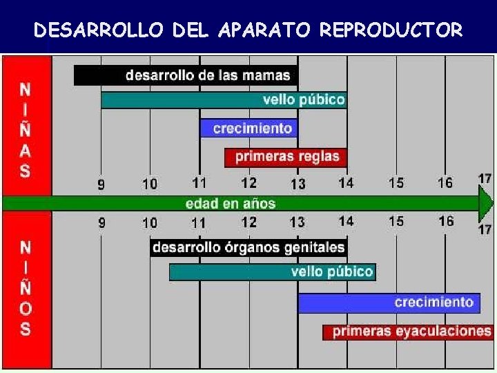 DESARROLLO DEL APARATO REPRODUCTOR 