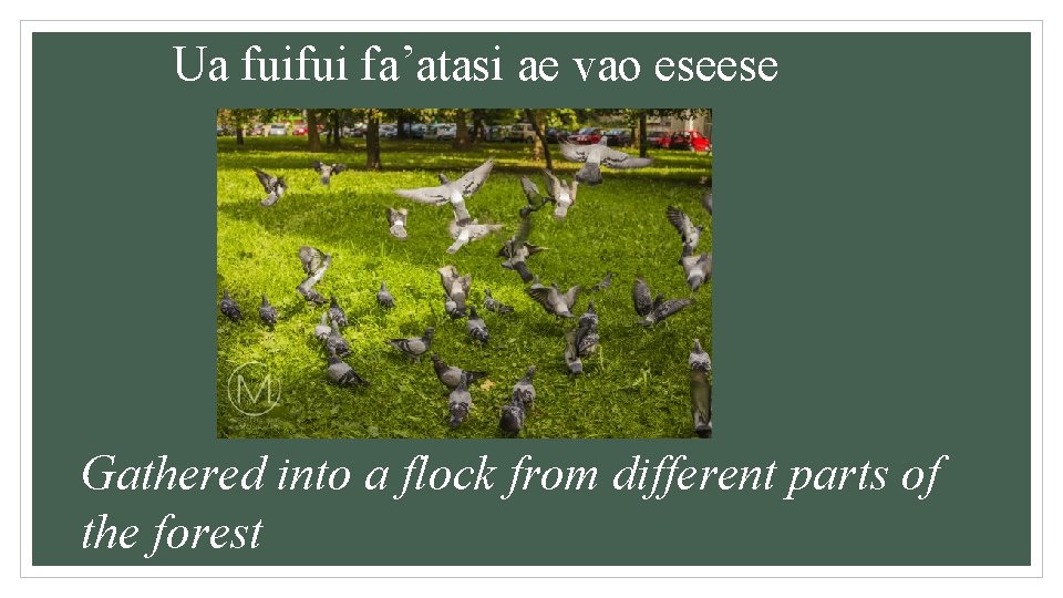 Ua fuifui fa’atasi ae vao eseese Gathered into a flock from different parts of