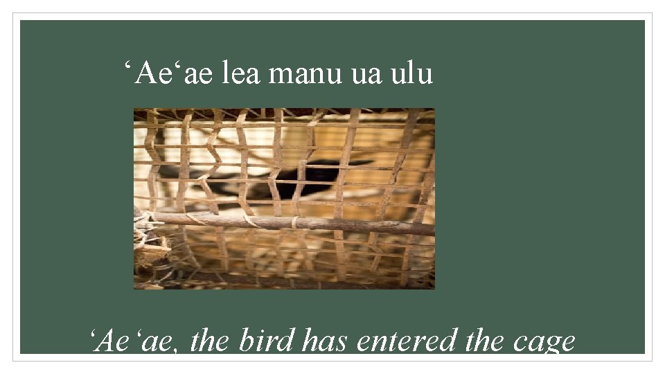 ‘Ae‘ae lea manu ua ulu ‘Ae‘ae, the bird has entered the cage 