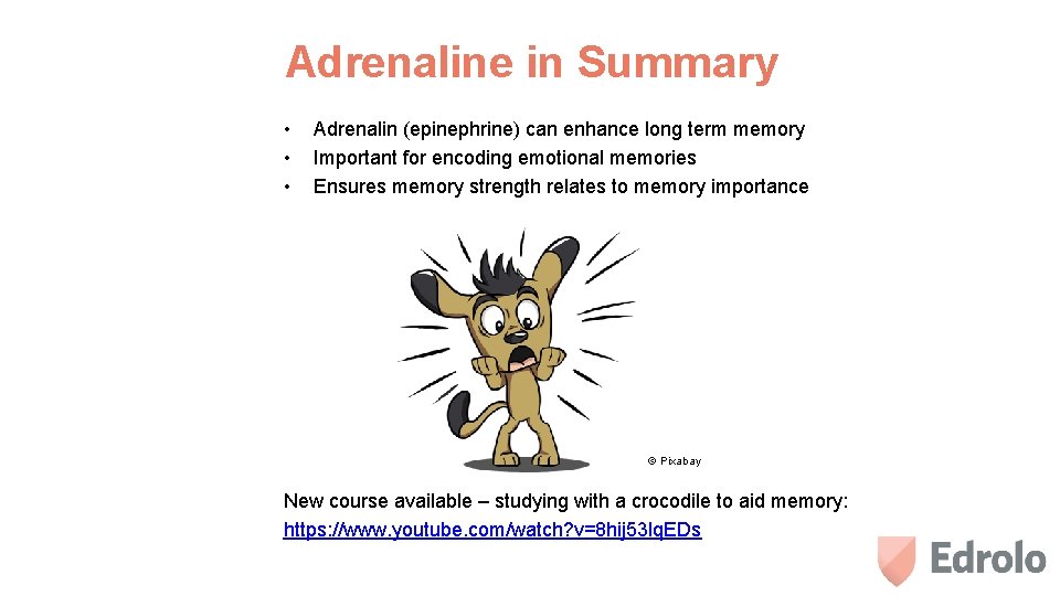 Adrenaline in Summary • • • Adrenalin (epinephrine) can enhance long term memory Important