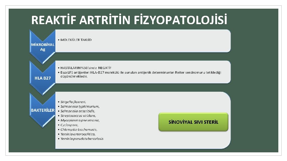 REAKTİF ARTRİTİN FİZYOPATOLOJİSİ SİNOVİYAL SIVI STERİL 