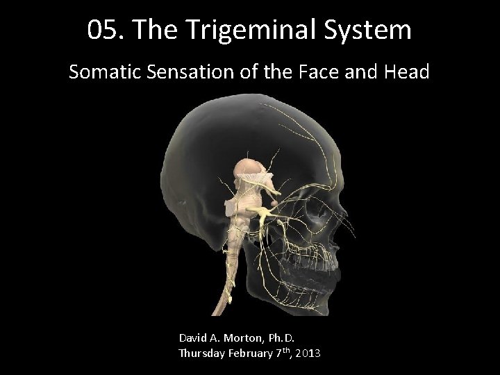 05. The Trigeminal System Somatic Sensation of the Face and Head David A. Morton,