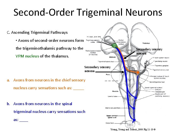 Second-Order Trigeminal Neurons C. Ascending Trigeminal Pathways • Axons of second-order neurons form the