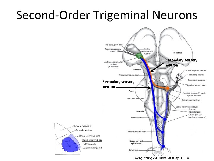 Second-Order Trigeminal Neurons Secondary sensory neuron Young, Young and Tolbert, 2008 Fig 11 -10