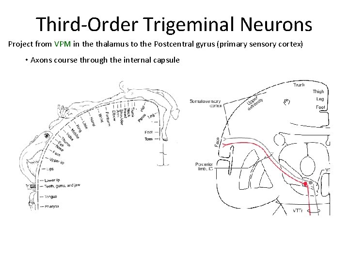 Third-Order Trigeminal Neurons Project from VPM in the thalamus to the Postcentral gyrus (primary