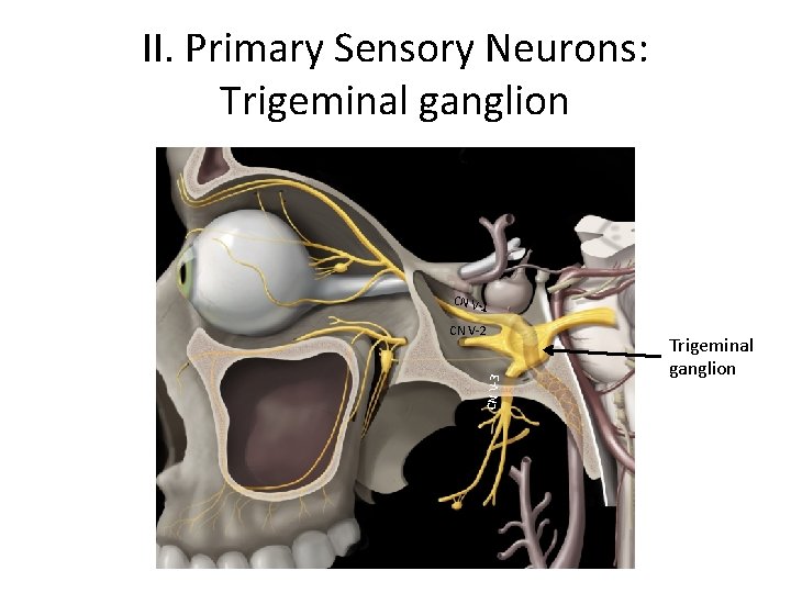 II. Primary Sensory Neurons: Trigeminal ganglion CN V 1 CN V-3 CN V-2 Trigeminal