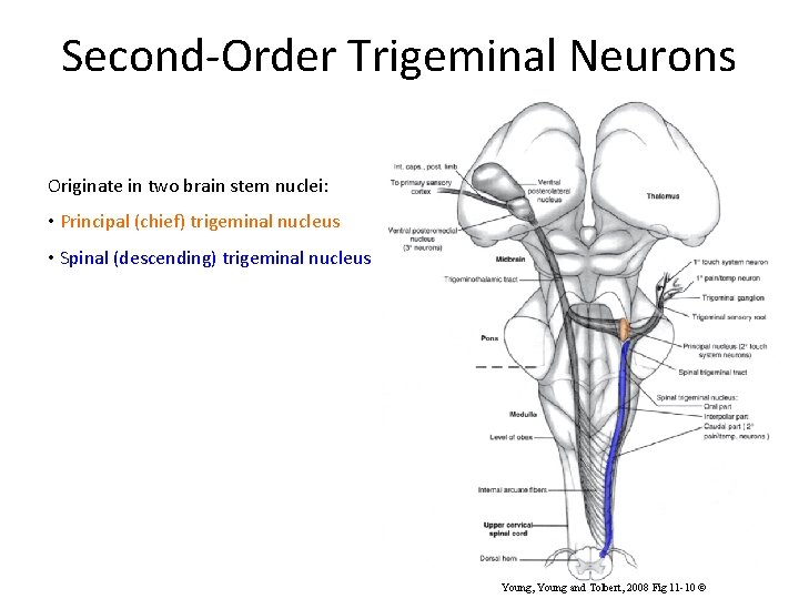 Second-Order Trigeminal Neurons Originate in two brain stem nuclei: • Principal (chief) trigeminal nucleus