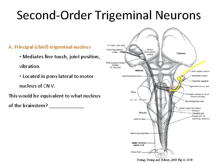 Second-Order Trigeminal Neurons A. Principal (chief) trigeminal nucleus • Mediates fine touch, joint position,