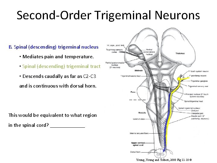 Second-Order Trigeminal Neurons B. Spinal (descending) trigeminal nucleus • Mediates pain and temperature. •