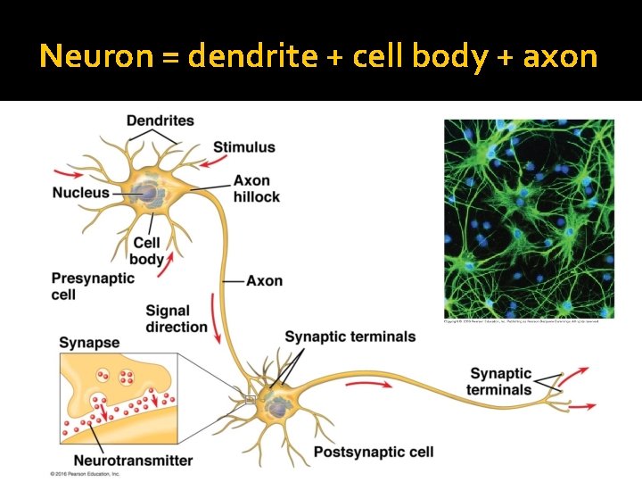 Neuron = dendrite + cell body + axon 