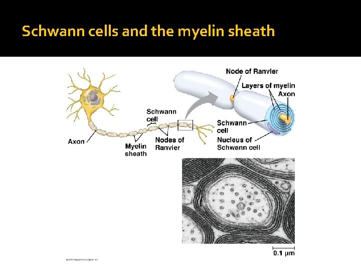 Schwann cells and the myelin sheath 