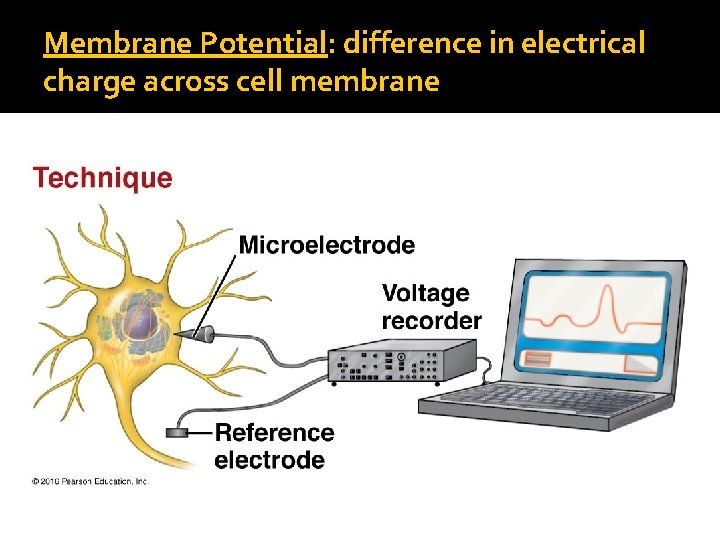 Membrane Potential: difference in electrical charge across cell membrane 