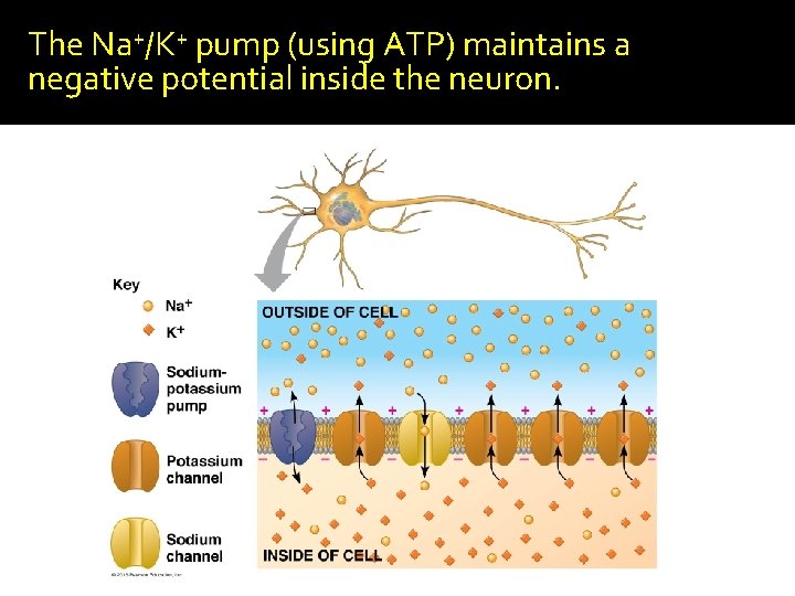 The Na+/K+ pump (using ATP) maintains a negative potential inside the neuron. 