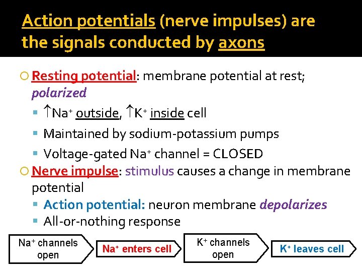 Action potentials (nerve impulses) are the signals conducted by axons Resting potential: membrane potential