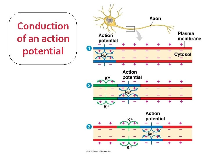 Conduction of an action potential 