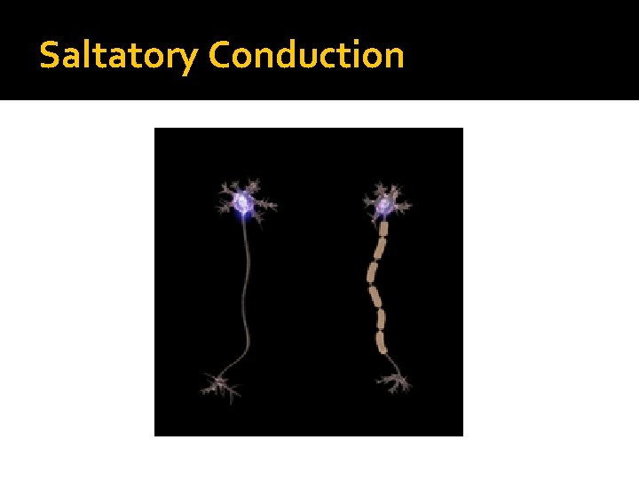 Saltatory Conduction 