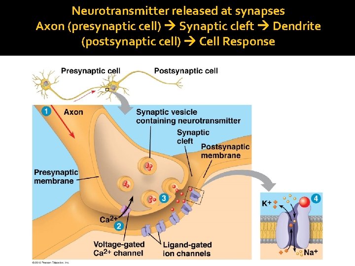 Neurotransmitter released at synapses Axon (presynaptic cell) Synaptic cleft Dendrite (postsynaptic cell) Cell Response