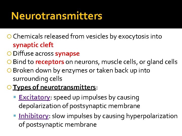 Neurotransmitters Chemicals released from vesicles by exocytosis into synaptic cleft Diffuse across synapse Bind