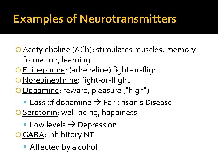 Examples of Neurotransmitters Acetylcholine (ACh): stimulates muscles, memory formation, learning Epinephrine: (adrenaline) fight-or-flight Norepinephrine: