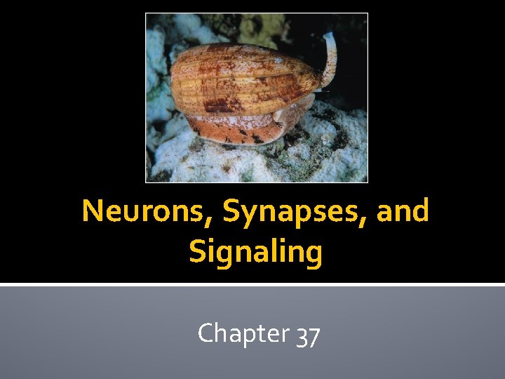 Neurons, Synapses, and Signaling Chapter 37 