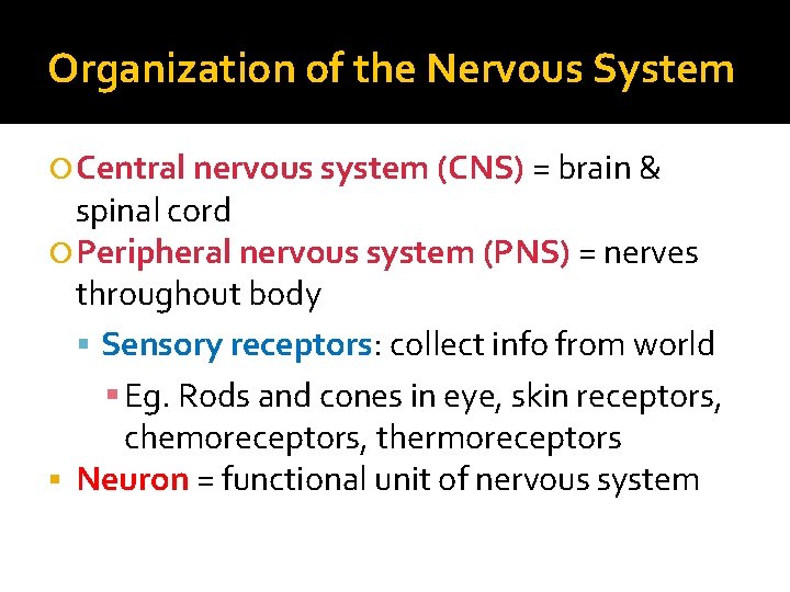 Organization of the Nervous System Central nervous system (CNS) = brain & spinal cord