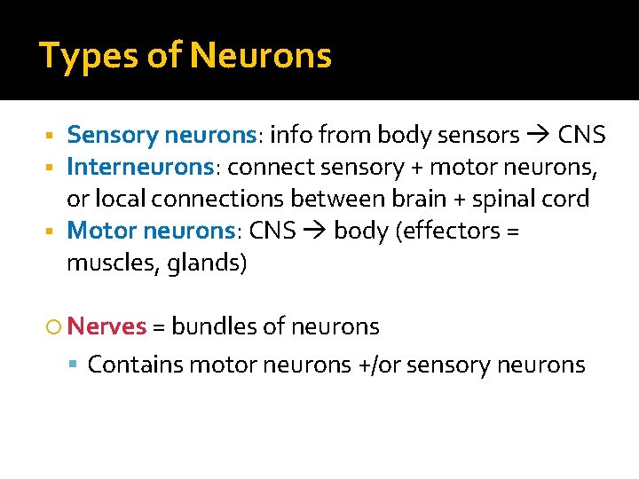 Types of Neurons Sensory neurons: info from body sensors CNS Interneurons: connect sensory +