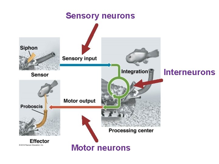 Sensory neurons Interneurons Motor neurons 