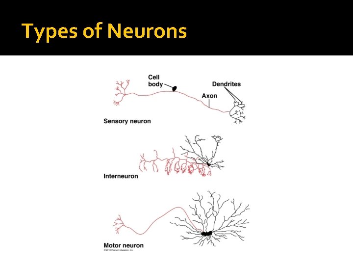 Types of Neurons 