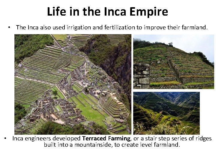 Life in the Inca Empire • The Inca also used irrigation and fertilization to