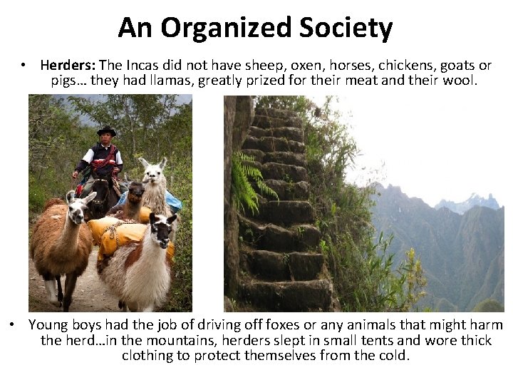 An Organized Society • Herders: The Incas did not have sheep, oxen, horses, chickens,