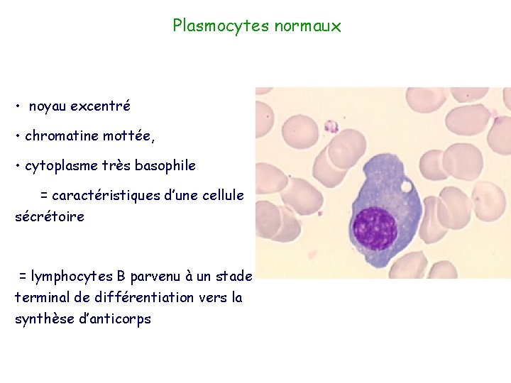 Plasmocytes normaux • noyau excentré • chromatine mottée, • cytoplasme très basophile = caractéristiques