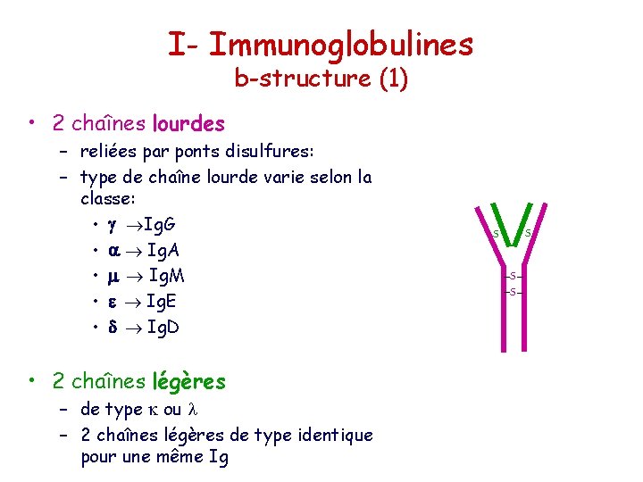 I- Immunoglobulines b-structure (1) • 2 chaînes lourdes – reliées par ponts disulfures: –